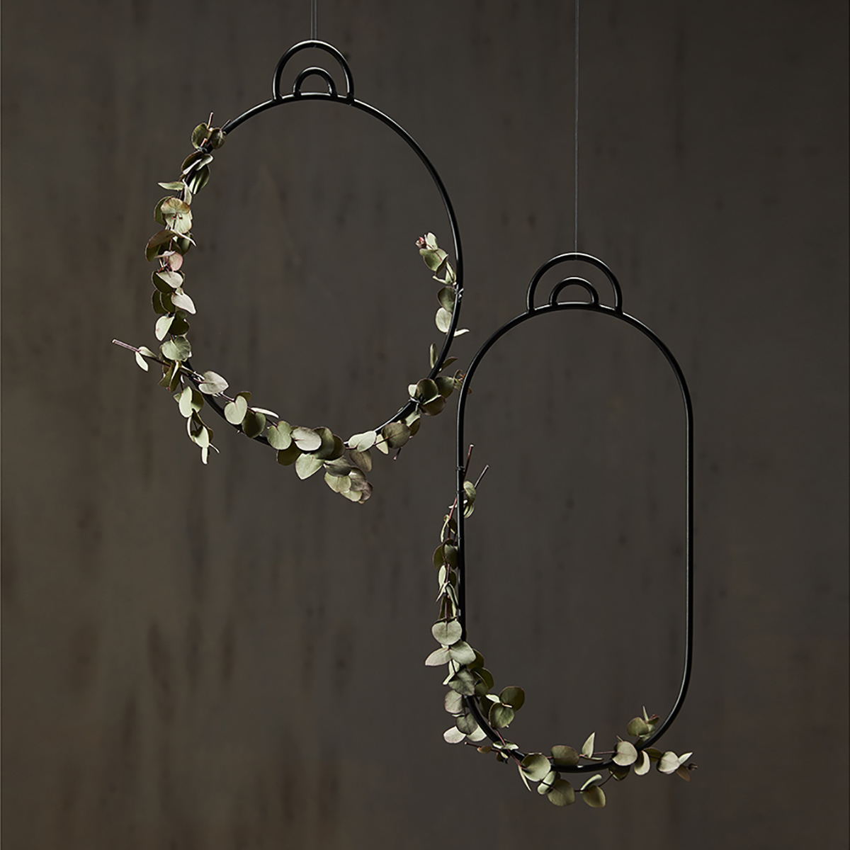 Circum ornamenter - Pure Culture 